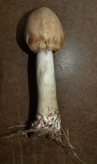 Agaricales
