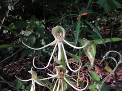 Habenaria macroceratitis