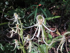 Habenaria macroceratitis
