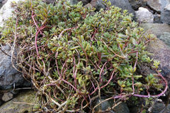 Suaeda novae-zelandiae