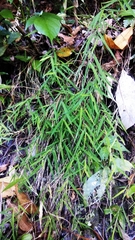 Pogonatherum crinitum