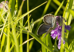 Cyaniris semiargus