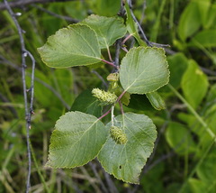 Betula divaricata
