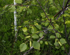 Betula divaricata