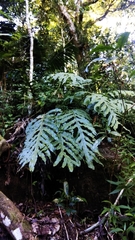 Microsorum membranifolium