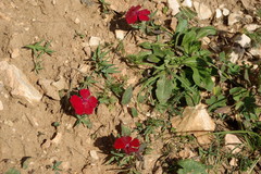 Dianthus vladimirii