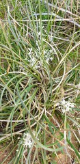 Lomandra effusa
