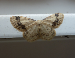Idaea trigeminata