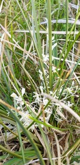 Lomandra effusa