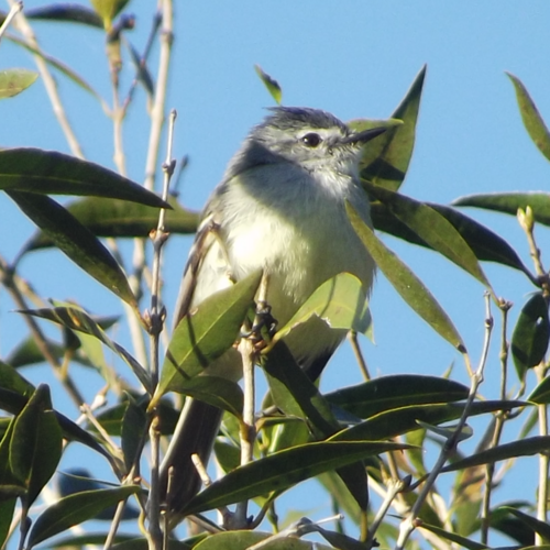 White-crested Tyrannulet