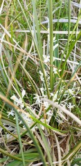 Lomandra effusa