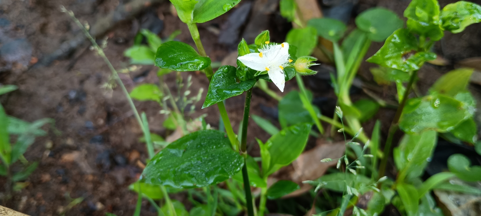 Tradescantia fluminensis