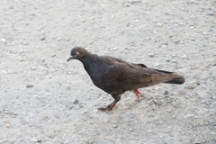 Columba livia domestica