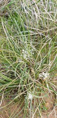 Lomandra effusa