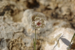 Silene linearifolia