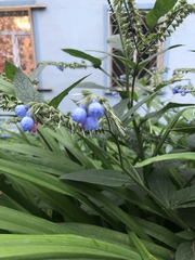 Symphytum caucasicum