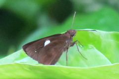 Notocrypta paralysos varians