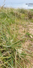 Lomandra effusa