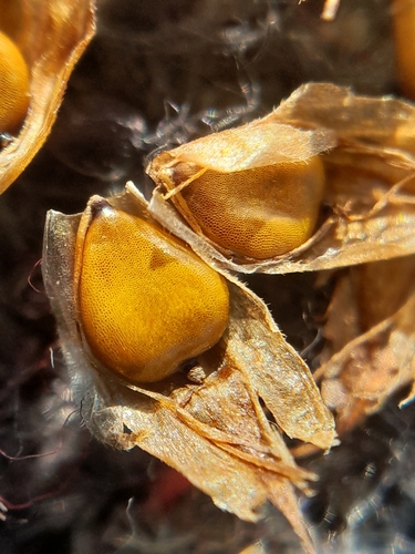Bolboschoenus planiculmis iNat (3)