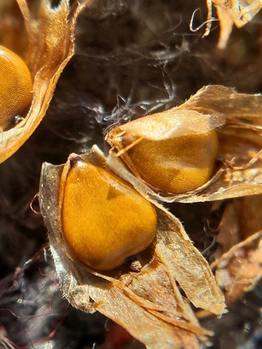 Image of Bolboschoenus planiculmis by (c) Andre Hosper, some rights reserved (CC BY)