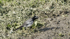 Motacilla alba personata