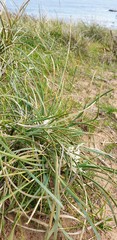 Lomandra effusa
