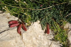 Astragalus sanguinolentus
