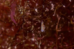 Coryphellina poenicia