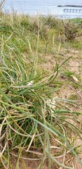 Lomandra effusa