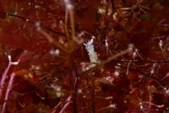 Coryphellina poenicia