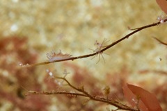 Coryphellina poenicia