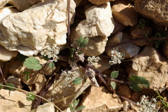 Symphyoloma graveolens