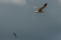 Leucophaeus atricilla