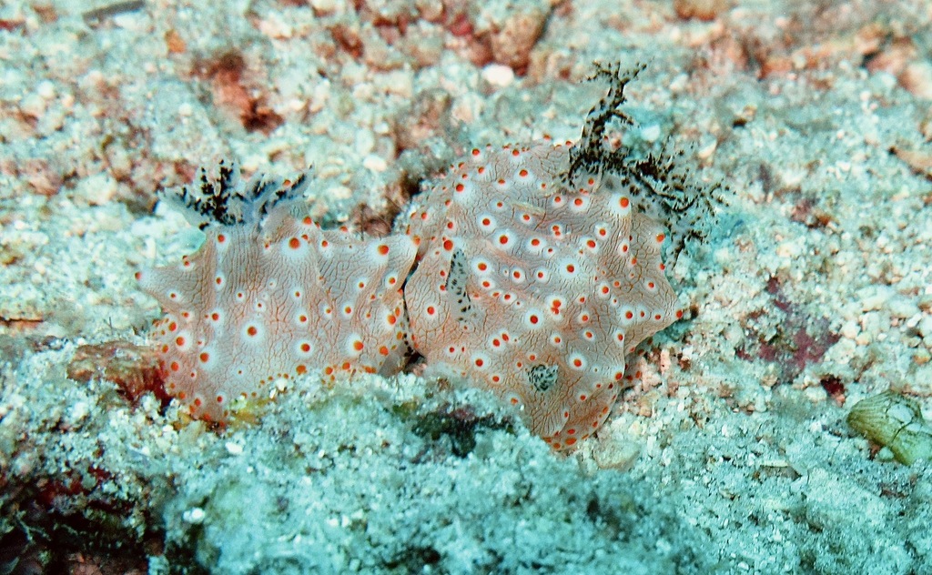 Batangas Halgerda