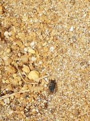 Myrmeleon formicarius