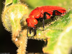 Synhoria maxillosa