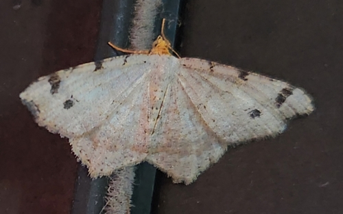 Red-headed Inchworm Moth photo 6