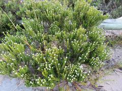 Phylica ericoides ericoides