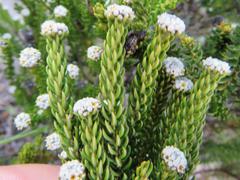 Phylica ericoides ericoides