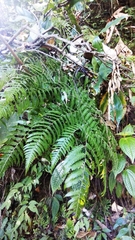 Diplazium polypodioides