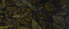 Gloydius tsushimaensis