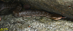 Gloydius tsushimaensis