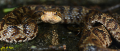 Gloydius tsushimaensis