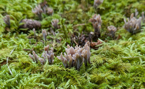 Clavulina amethystinoides