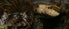 Gloydius tsushimaensis