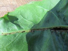 Mallothrips giliomeei