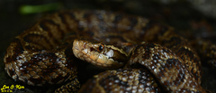 Gloydius tsushimaensis