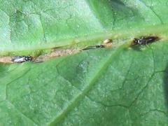 Mallothrips giliomeei