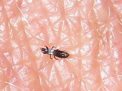 Mallothrips giliomeei