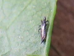 Mallothrips giliomeei